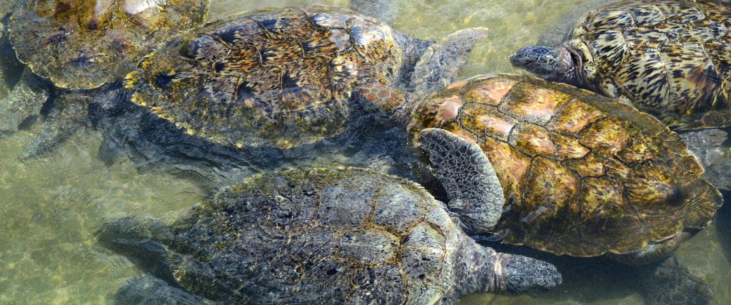 Escala de crucero en Grand Cayman: fotografía tortuga