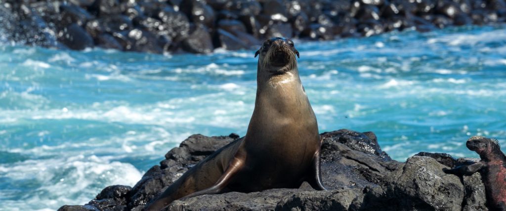 León marino descansando en una playa de las Islas Galápagos.