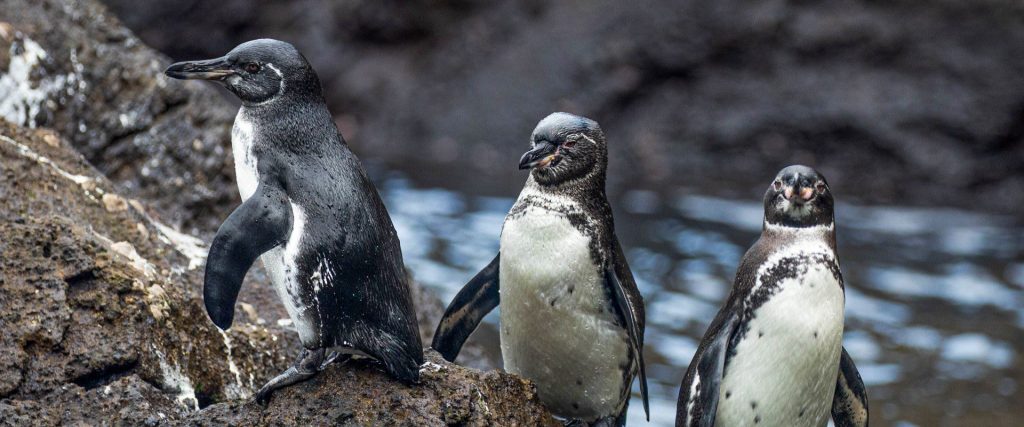 Grupo de pingüinos de Galápagos nadando en aguas turquesas.