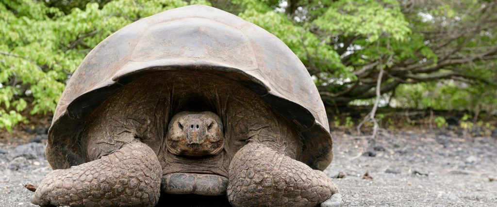 Tortuga gigante de las Islas Galápagos caminando sobre el terreno volcánico.